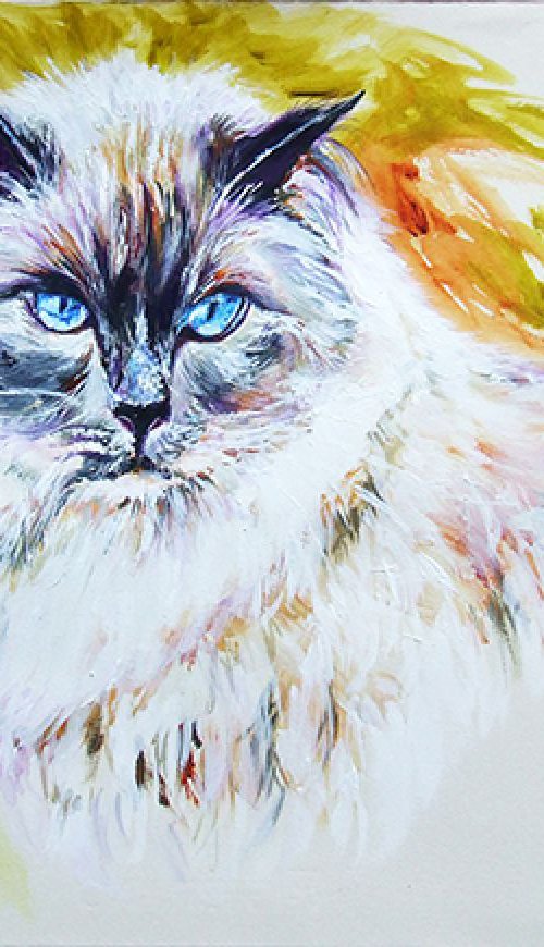 Exotic - Portrait of a Cat by Anna Sidi-Yacoub