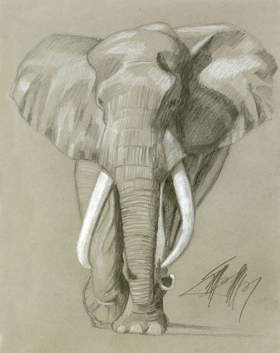 African Elephant