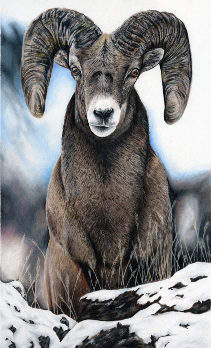 Big Horn Sheep by Gemma Duffield