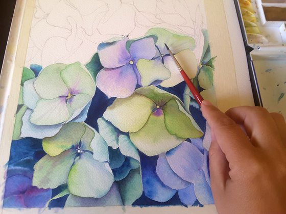 Hydrangea n.3