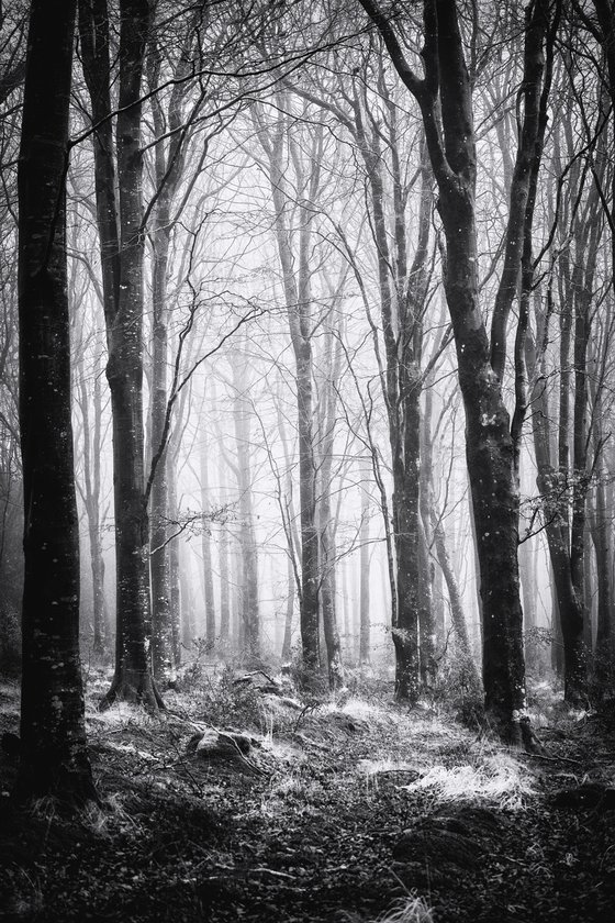 Misty Woodland
