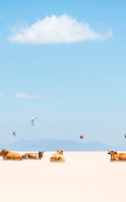 COWS AND KITES by Andrew Lever