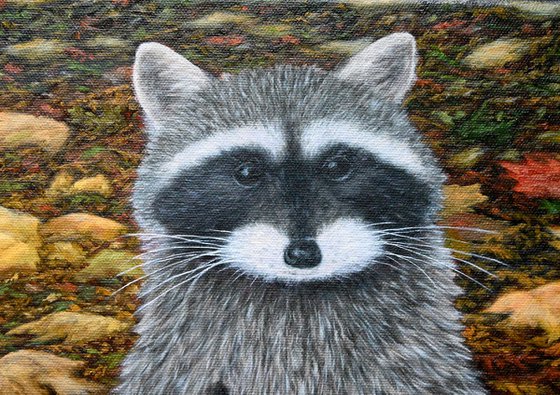 Raccoon
