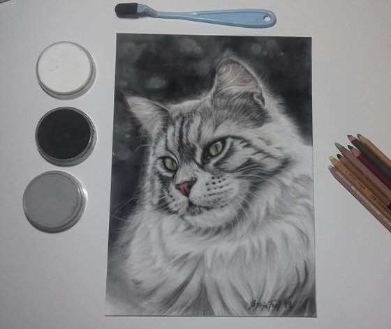 Grey Maine Coon Cat