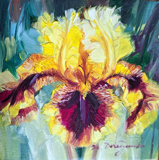 Iris redblooming