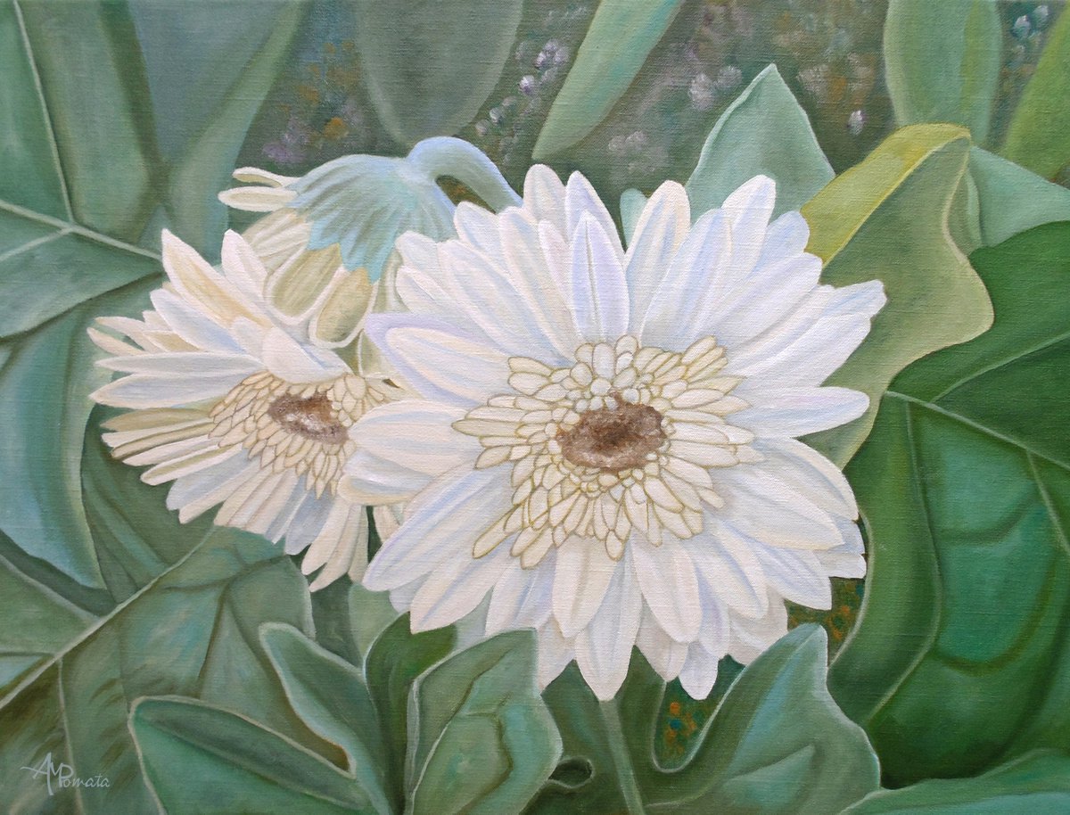 Impressionistic Botanical Oil Painting By Angeles M. Pomata, 24 X 18, White Gerbera, Original Artwork