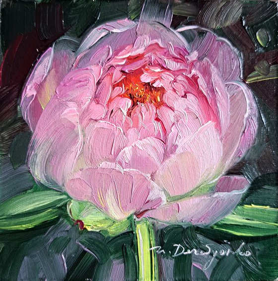 Peony flower