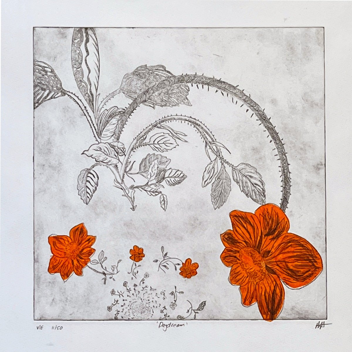Botanical Etchings & Engravings By Michelle Hinshelwood, 15 X 15", Daydream, Original Artwork