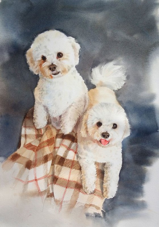 Two Bichons Frises - Dog - Dog portrait - 2 dogs - Bichon Frise