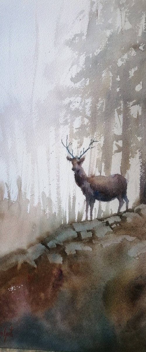 deer 9 by Giorgio Gosti