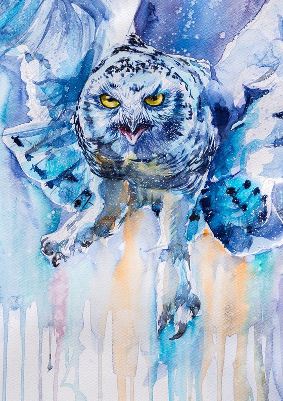 Snowy owl flying