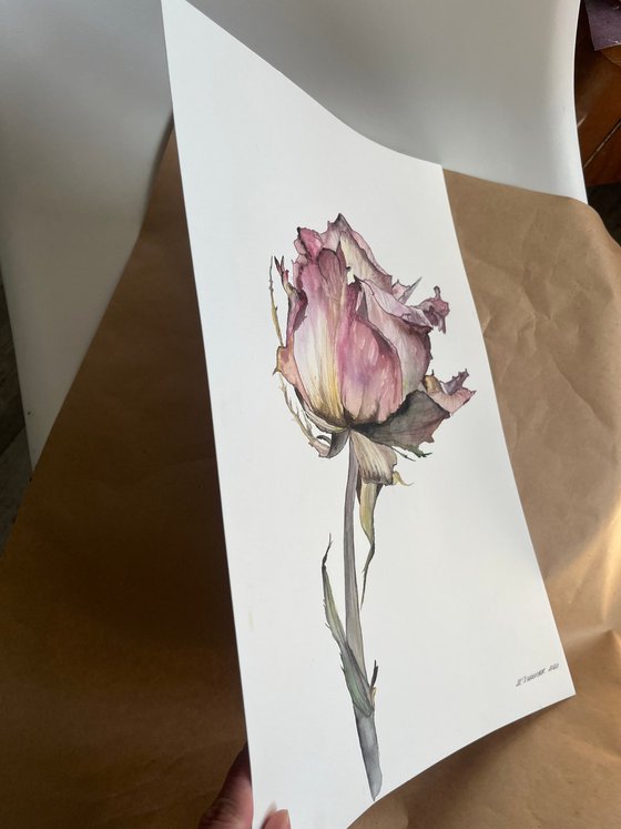 Pink Rose Pastel