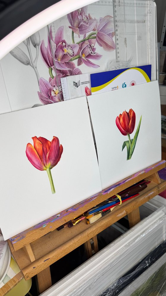 Red Tulip Study II