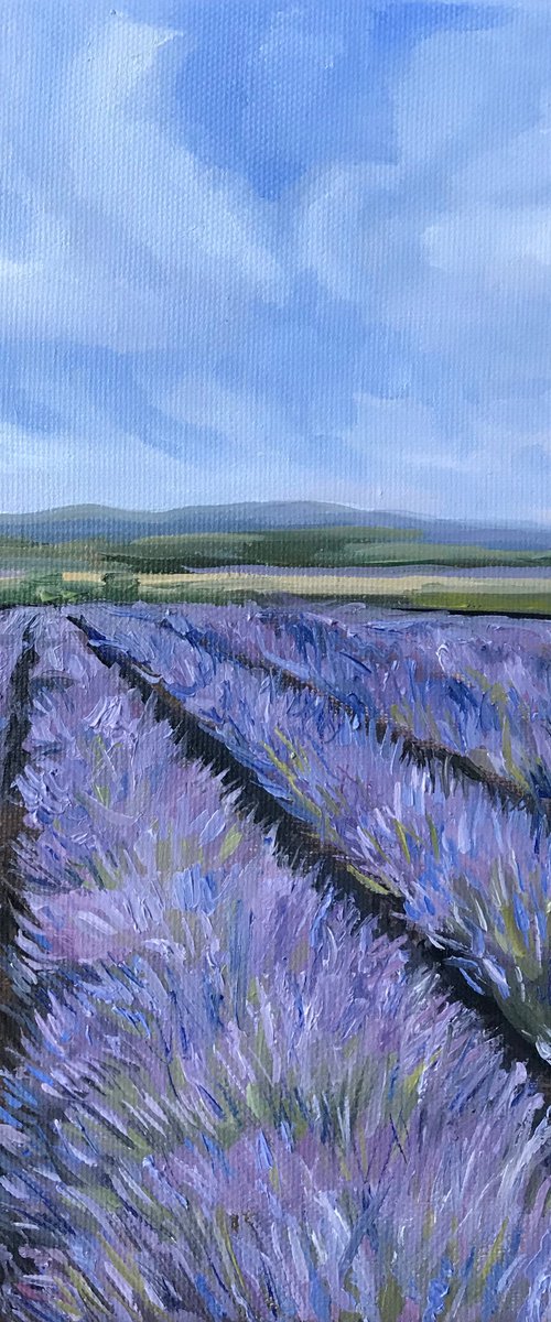 Provence field 2 Oil Painting on canvas 18x26cm by Leysan Khasanova