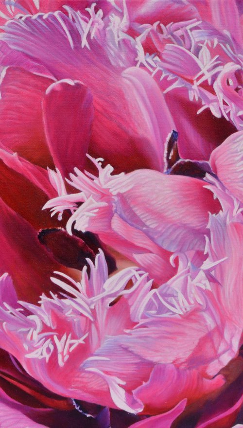 Closeup pink tulip by Sripriya Mozumdar