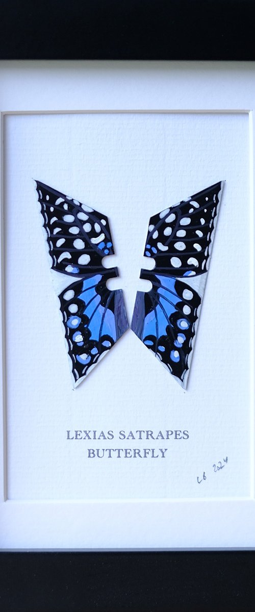 Lexias Satrapes butterfly by Lene Bladbjerg