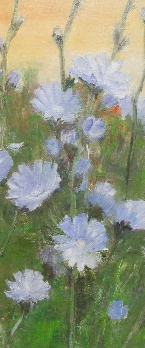 Field with chicory flowers by Maria Karalyos