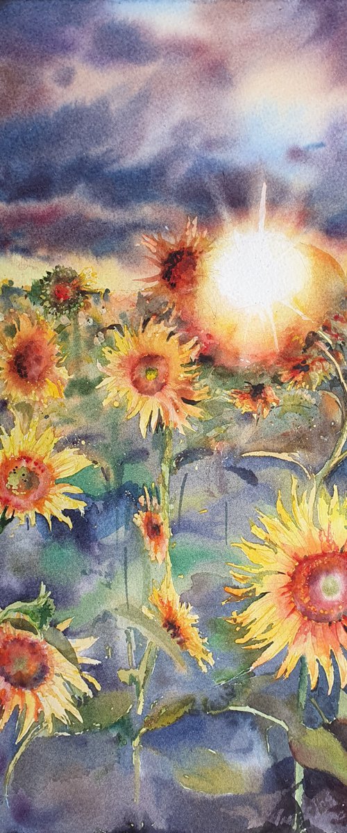 Sunflowers field by Natasha Sokolnikova