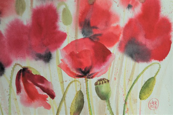 Poppies