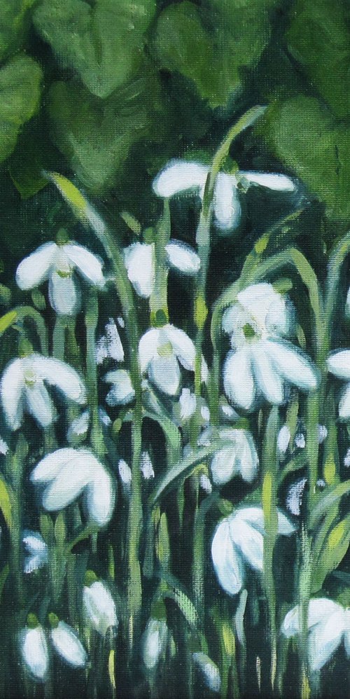 Snowdrops and Ivy by Sophie Colmer-Stocker