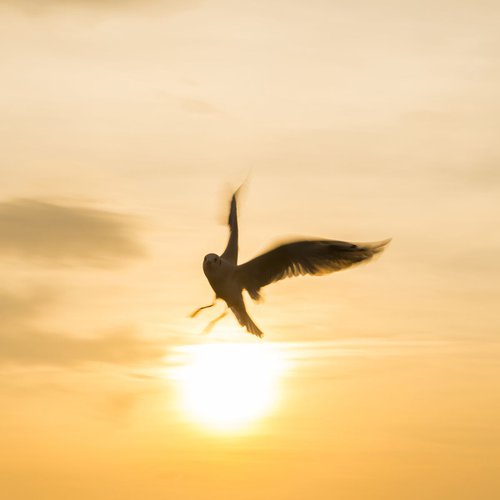 SUNSHINE SEAGULL by Andrew Lever