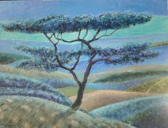 Shore Pine By The Moonlight