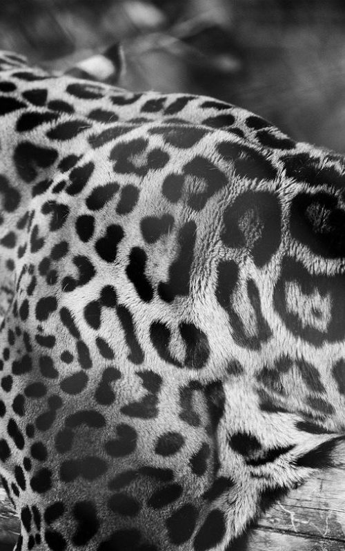 Jaguar(Panthera onca) by Stephen Hodgetts Photography