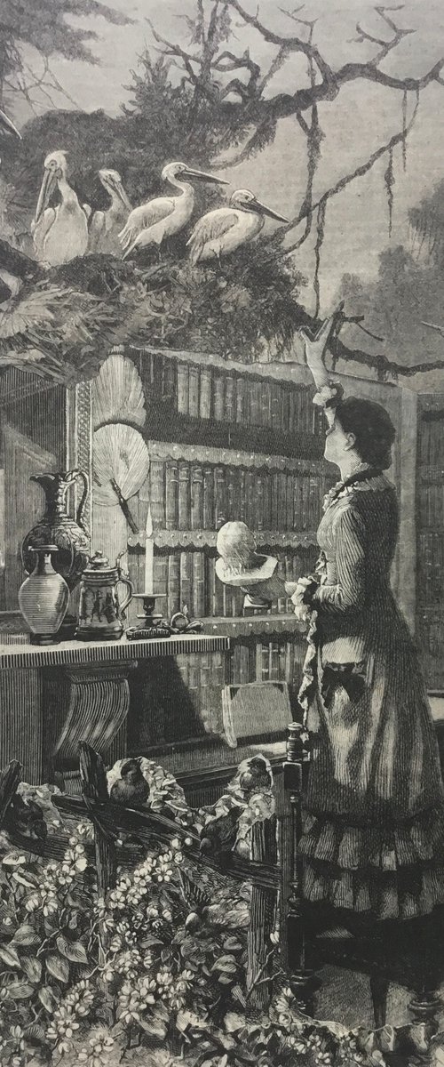 Birds in the library by Tudor Evans