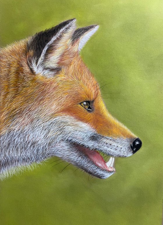 Fox in pastels