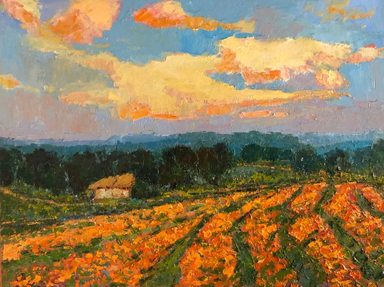 The fields of Marigolds landscape oil