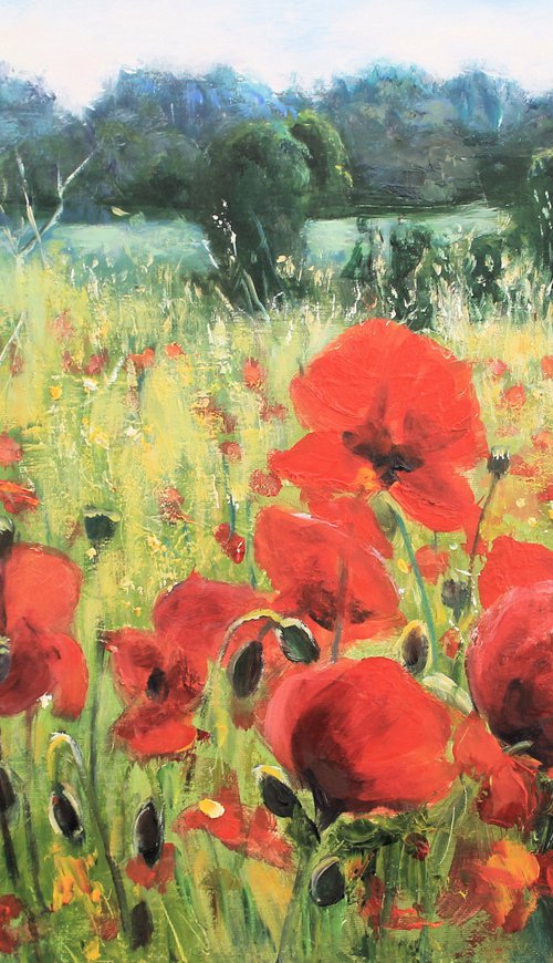 Poppies in sunshine by Olivia O'Carra