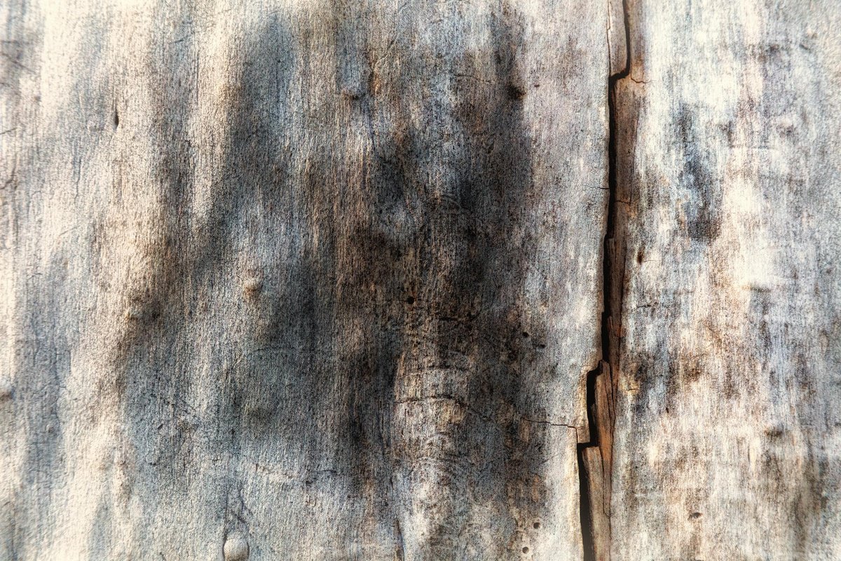 Abstract Botanical Photograph By Karim Carella, 51 X 35", Lifeblood #30, Original Artwork