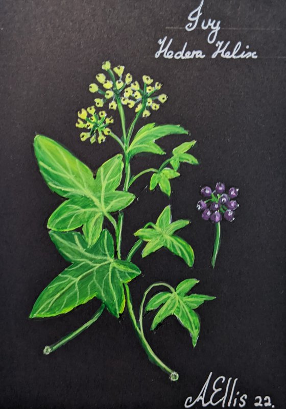 Botanicals Hedgerow and Wild Flowers 4