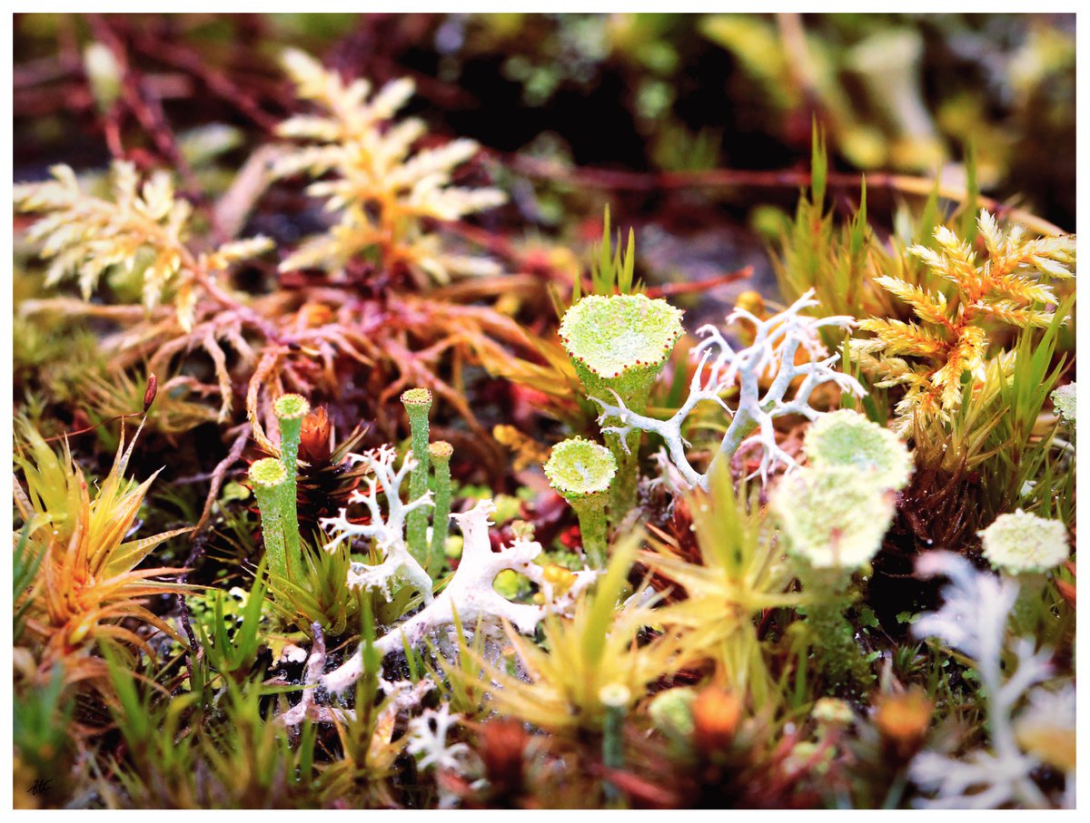 Forest mossy wonderland - macro photography of lichens and mosses in the Swedish forest. by Inna Etuvgi