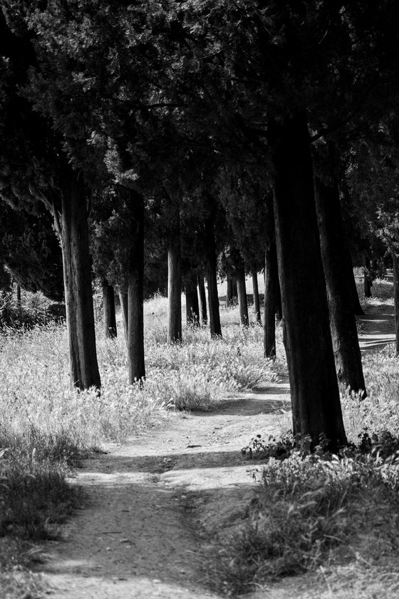 NT#88 Florence panorama and nature VII