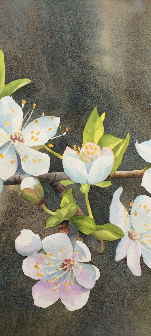 Cherry blossoms by Silvie Wright
