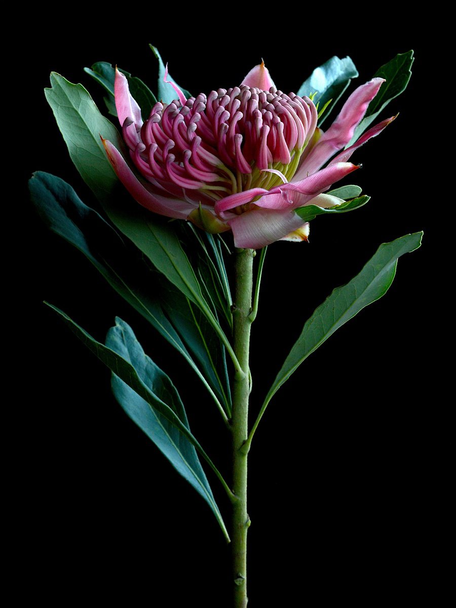 Still Life Photograph By Nadia Culph, 24 X 31", Pink Waratah, Original Artwork