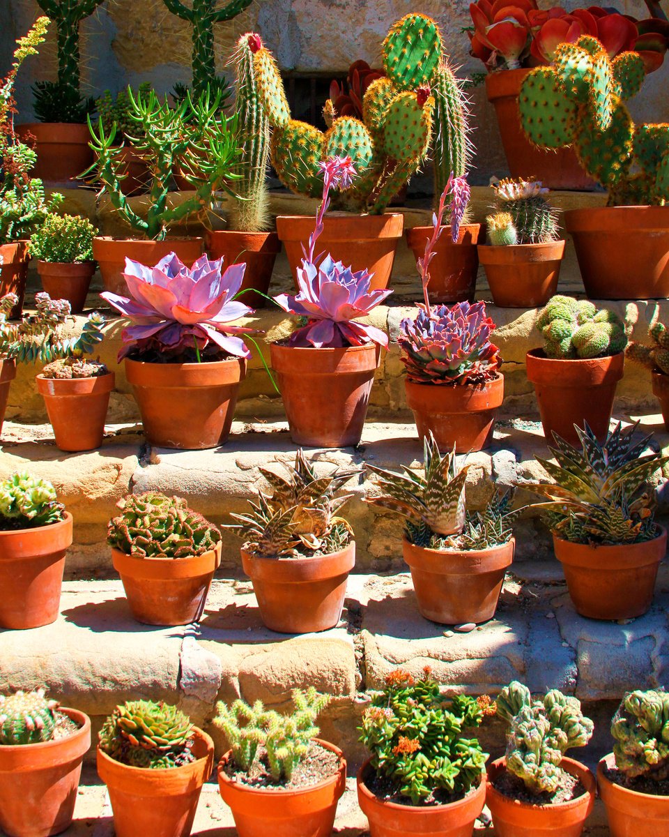 Impressionistic Botanical Photograph By William Dey, 18 X 22", The Sun Worshippers, Original Artwork