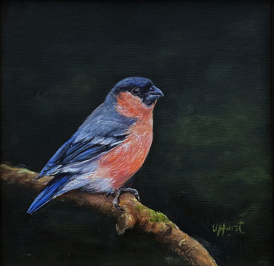 Bullfinch bird