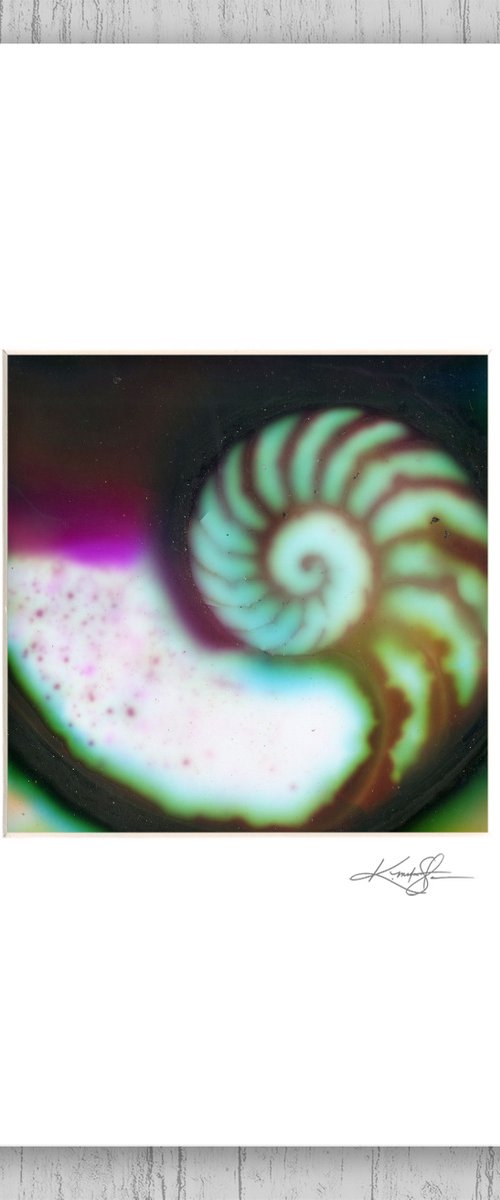 Matted Nautilus Shell 10 - Painting by Kathy Morton Stanion by Kathy Morton Stanion