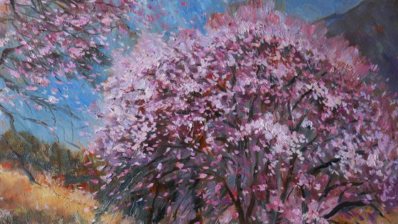 Almond Trees in Bloom