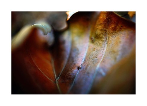 Abstract Nature Photography 2 Curled brown Leaf by Richard Vloemans
