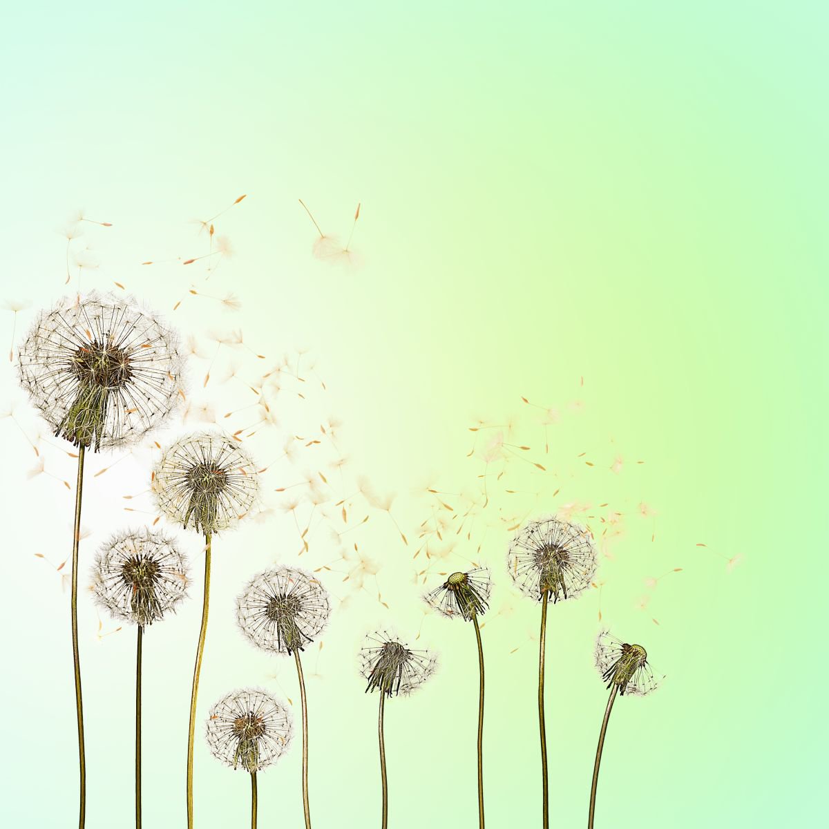 Photorealistic Botanical Photograph By Gandee Vasan, 17 X 23, Weeds And Wishes, Original Artwork