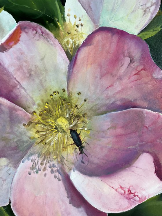 Pink hybrid rose Dog-rose