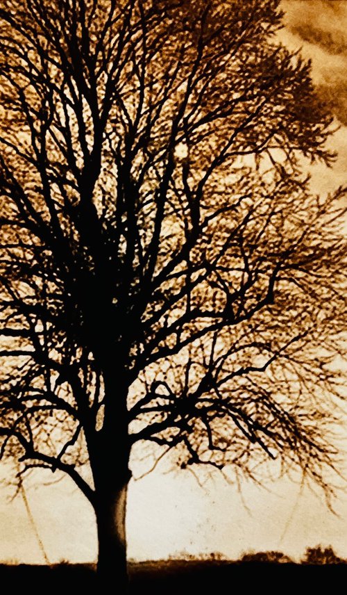 Last Light by Michelle Hinshelwood