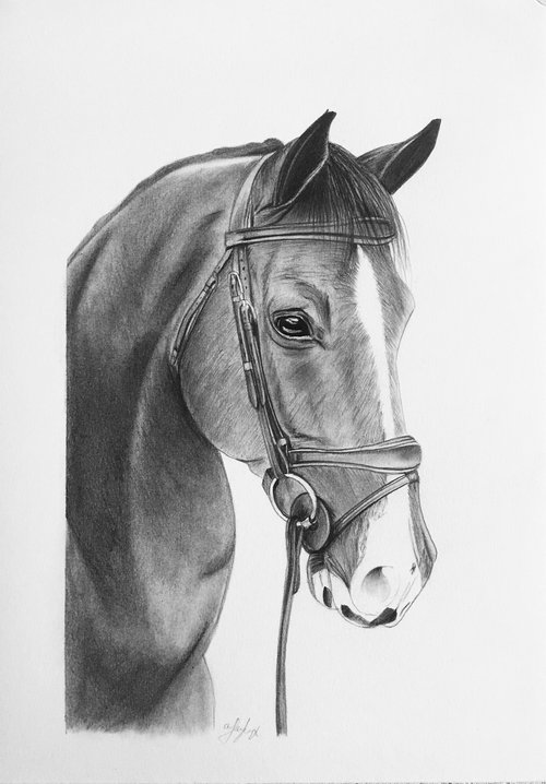 Horse no 3 by Amelia Taylor
