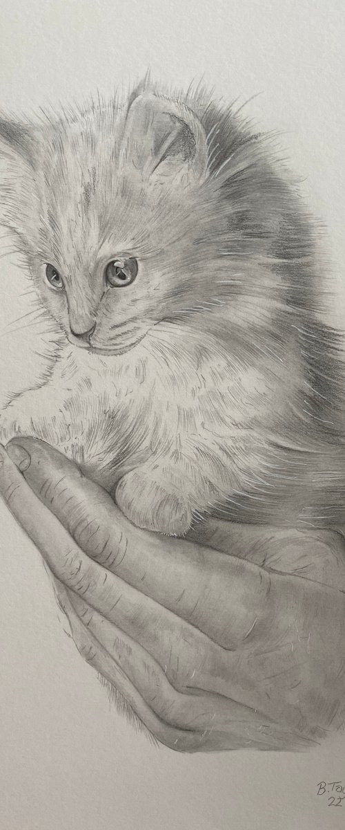 The kitten and the hand by Bethany Taylor