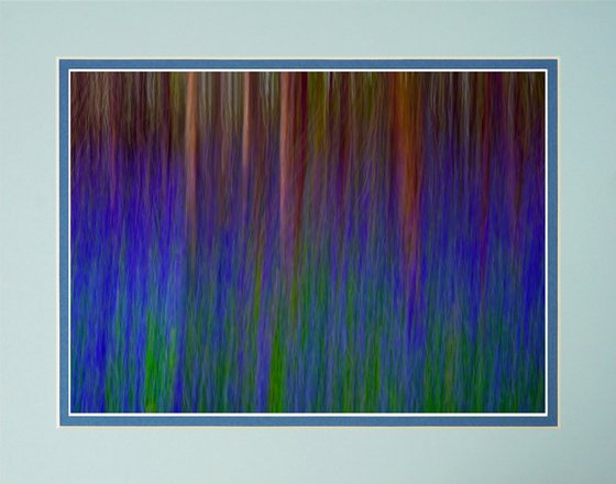 Bluebell Forest ICM