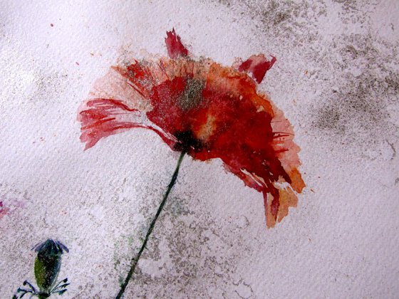 Poppies in silver