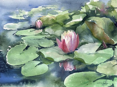Waterlilies in a pond by SVITLANA LAGUTINA